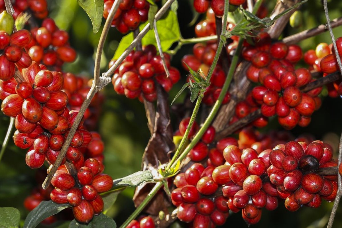 Projeção de safra de café aponta aumento de 16,8% para 2022, diz Conab