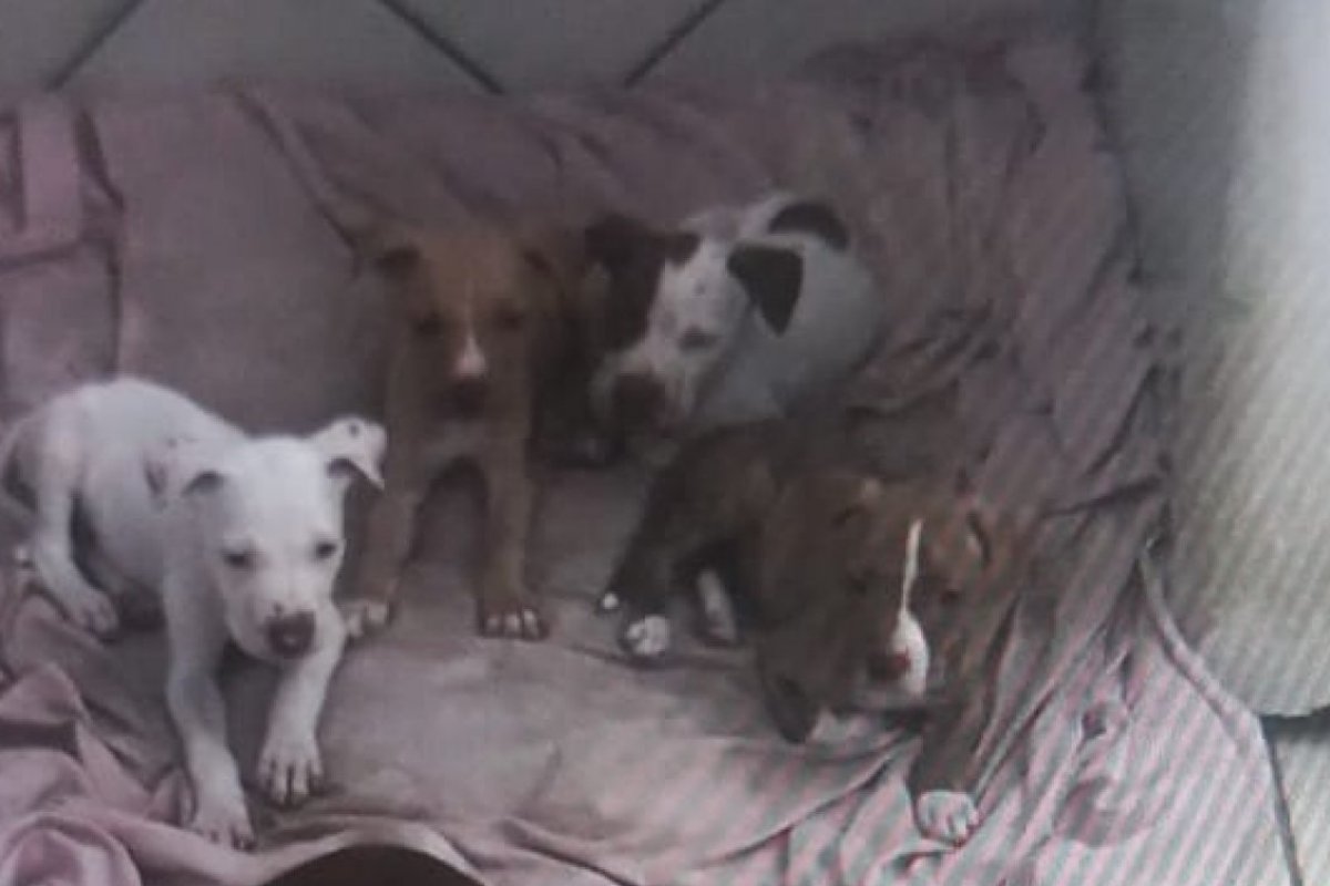 Mulher é presa após maltratar 14 cachorros em Jaguaquara