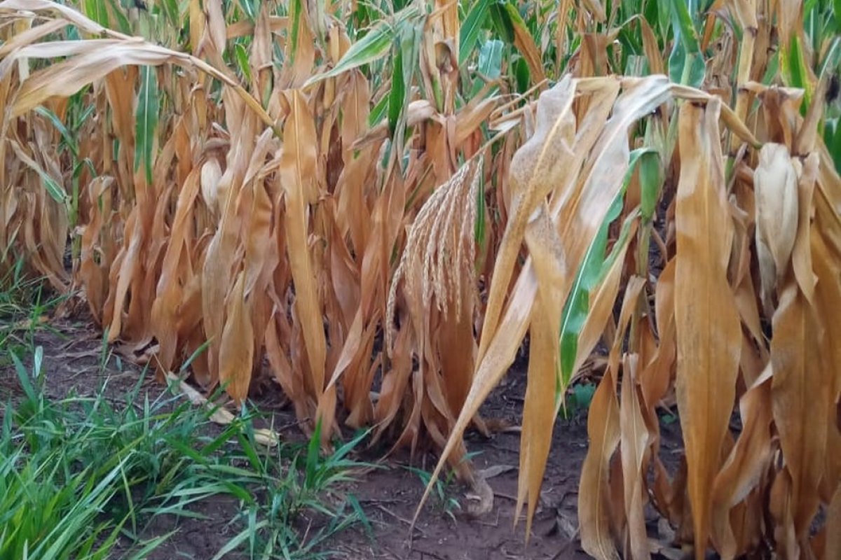 Com alta nos custos do campo diante da seca e chuva, inflação dos alimentos deve crescer em 2022