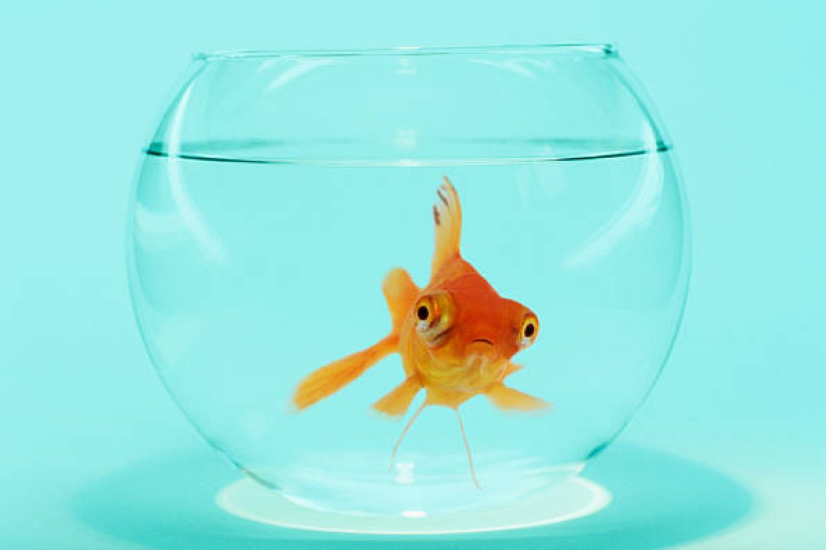 Empresa francesa deixa de vender aquários redondos por prejudicar peixes