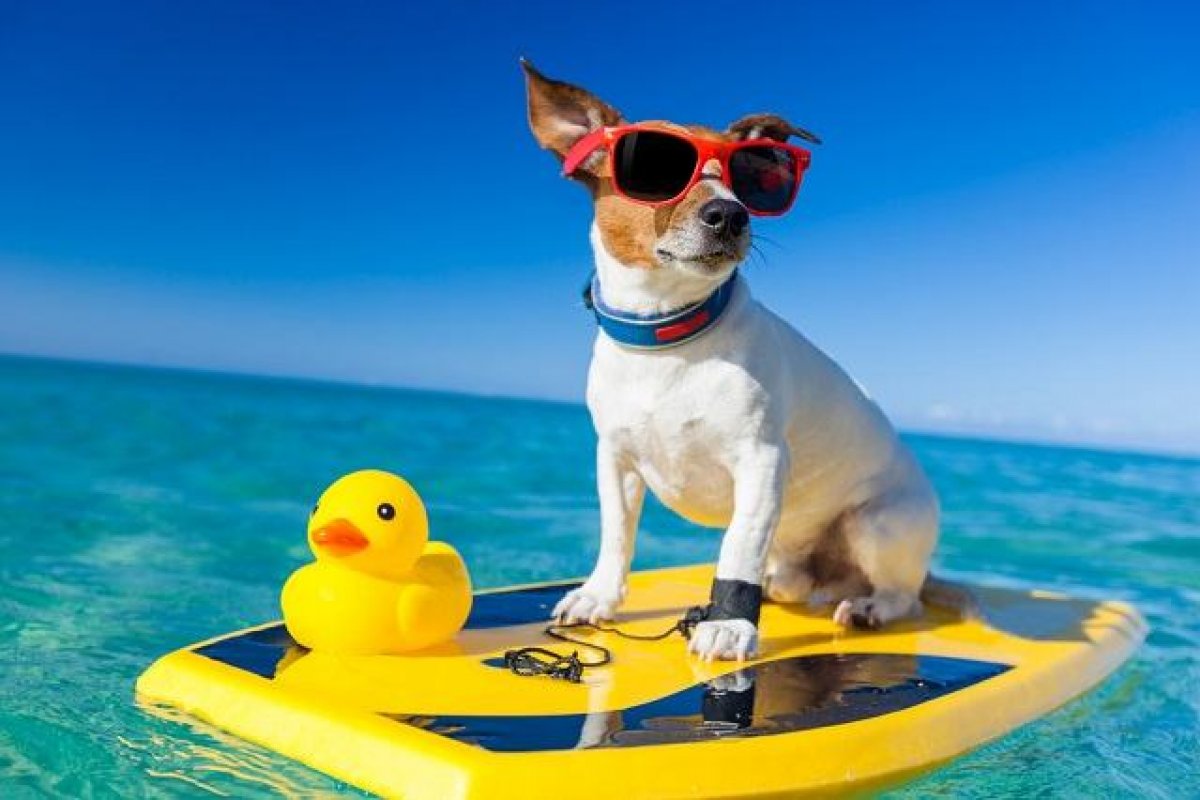 Tosa ideal, protetor solar e quantidade de água recomendada por dia: especialista explica as dúvidas mais recorrentes sobre os pets e o verão