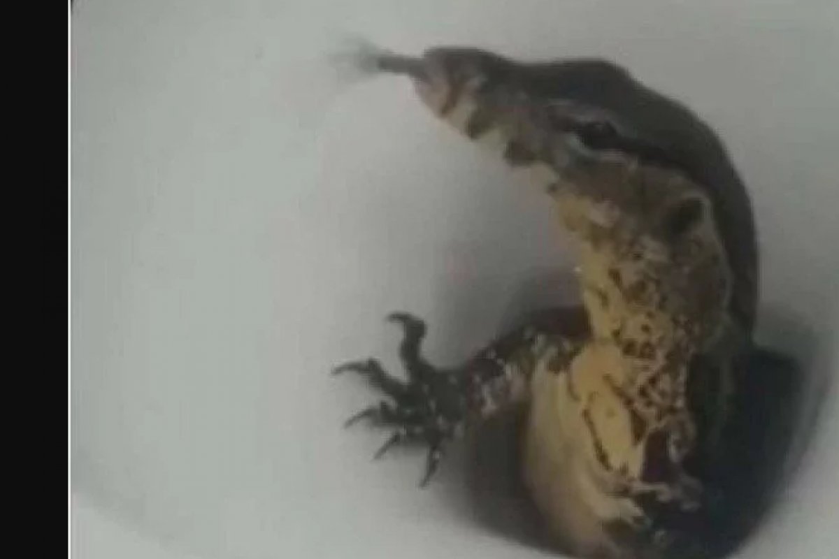 Vídeo: lagarto é flagrado saindo de vaso sanitário em hotel da Tailândia