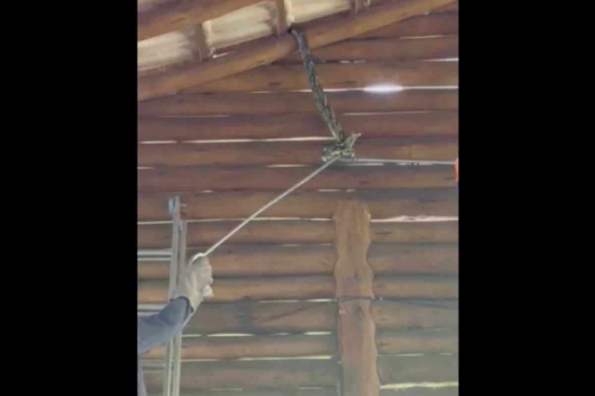 Cobra é encontrada em cobertura de restaurante na BR-101, em Itabuna