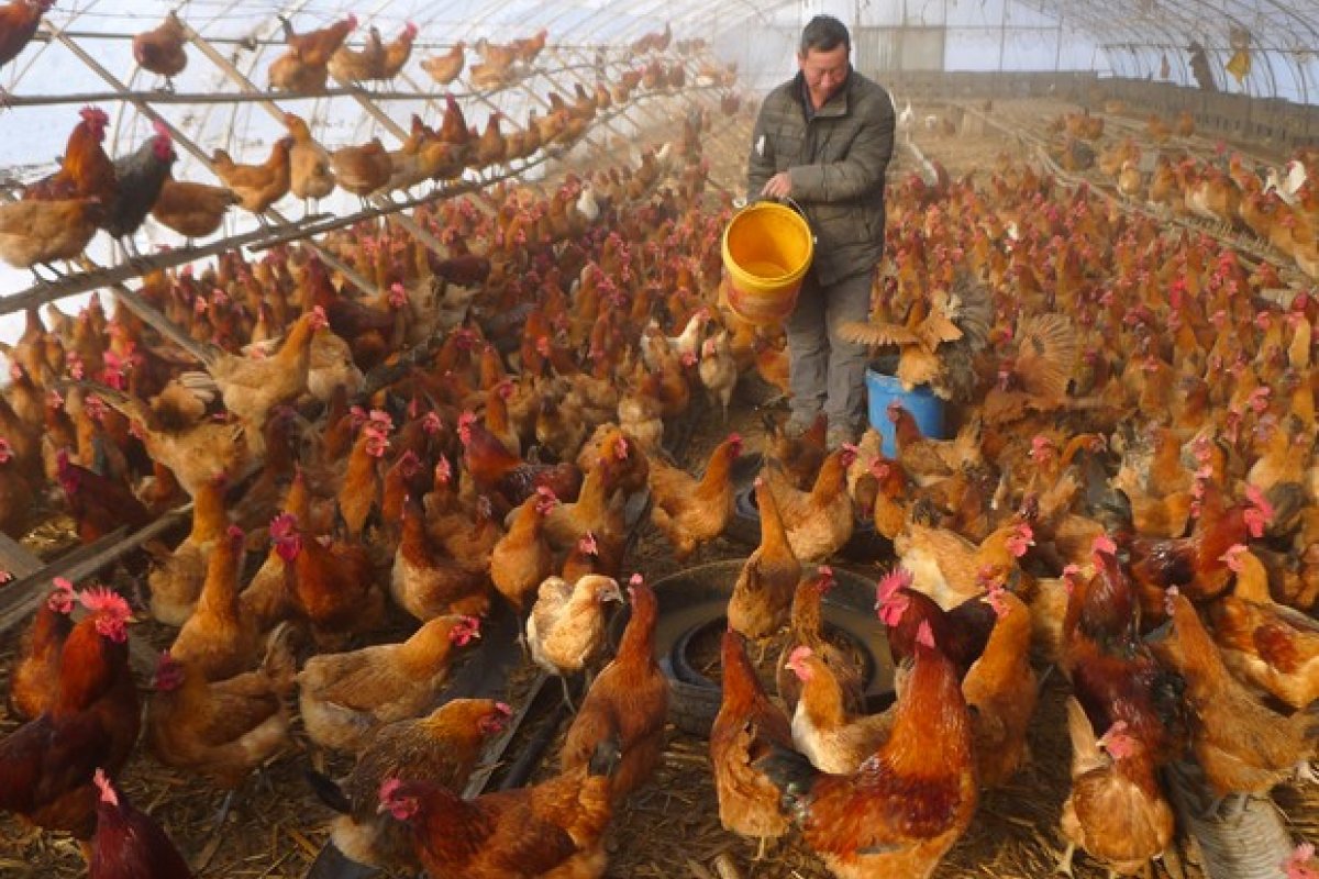 China suspende importação de frango de dois frigoríficos brasileiros