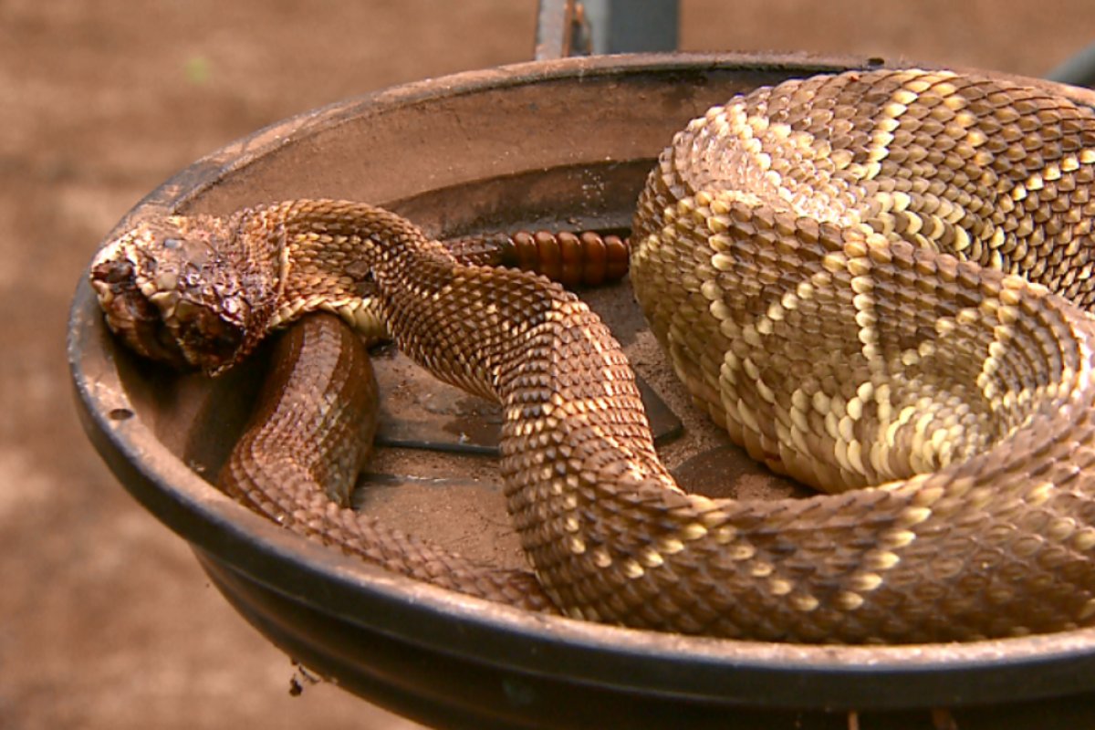 Demora no acesso a soro antiofídico pode ser fatal em caso de picada de cobra