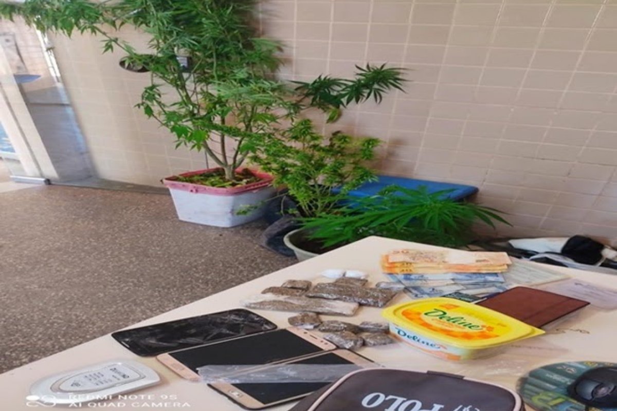 PM retirar cinco pés de maconha em quintal de casa na Chapada Diamantina