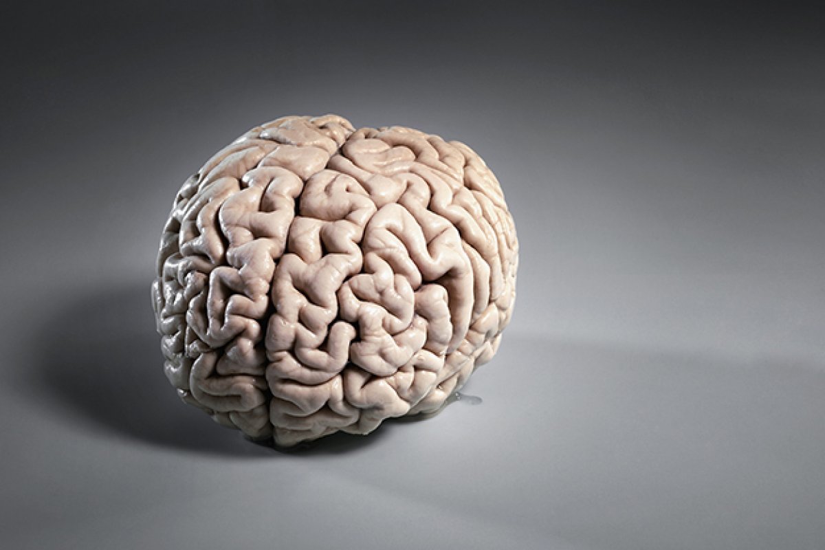 Proteína relacionada ao envelhecimento do cérebro é descoberta