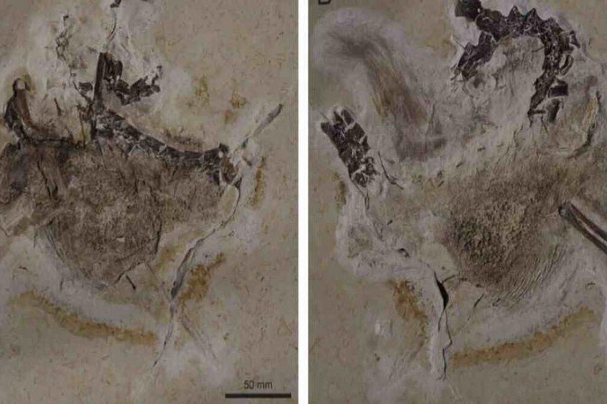 Bélgica devolverá fóssil brasileiro encontrado no Ceará, afirma Ministério das Relações Exteriores