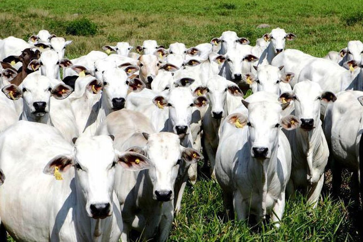 Após o fim do embargo chinês, preço do boi bate recorde histórico no Brasil