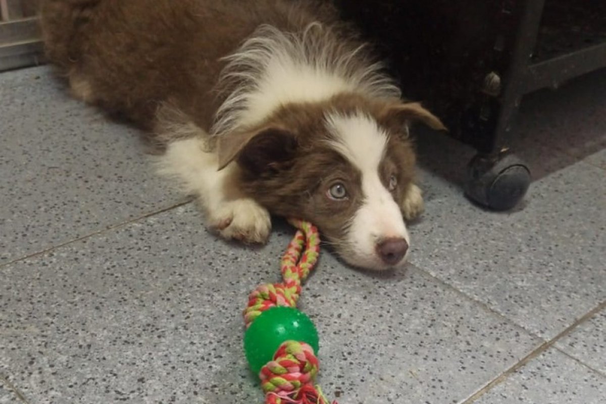 Com destino a Fortaleza, cadela é esquecida em avião e vai parar no RJ