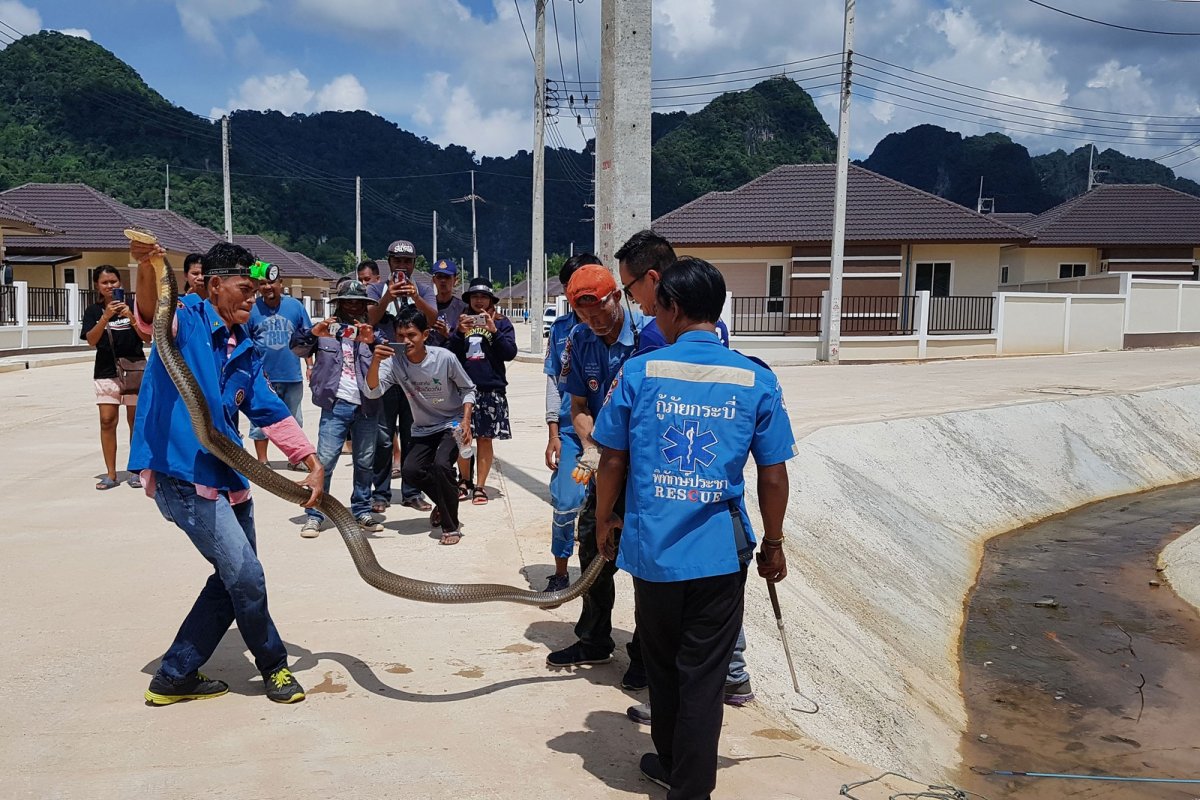 Com 4 metros, cobra é capturada em esgoto na Tailândia