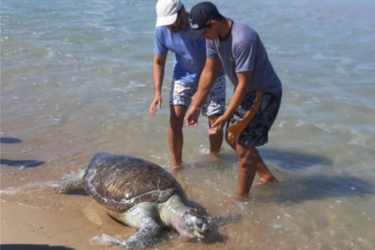 Após o surgimento das manchas de óleo, Ceará já contabiliza 23 tartarugas mortas