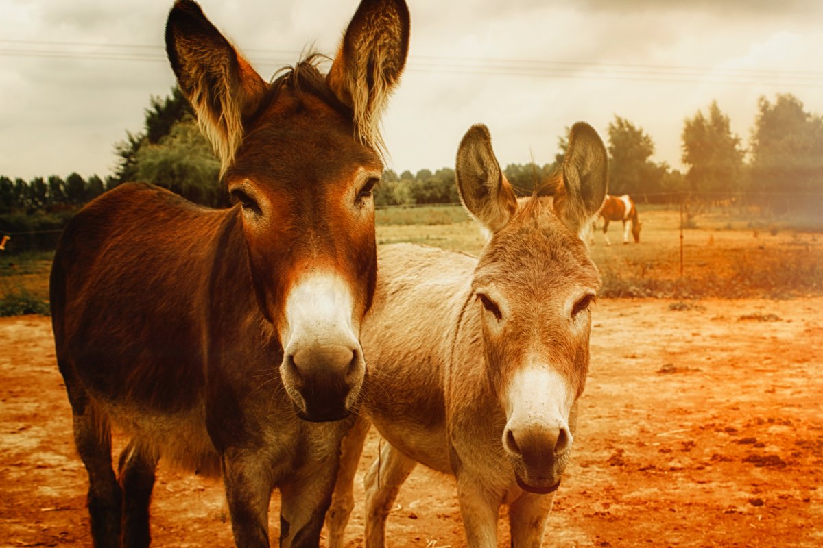 TRF-1 suspende abate de jumentos no Brasil que eram exportados para a China