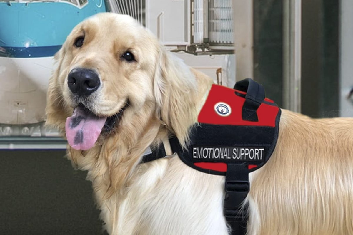 Lei autoriza pessoas com transtornos mentais entrarem em espaços públicos com cães de suporte emocional