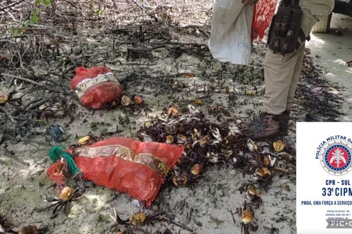 Polícia resgata 600 caranguejos pescados em período ilegal
