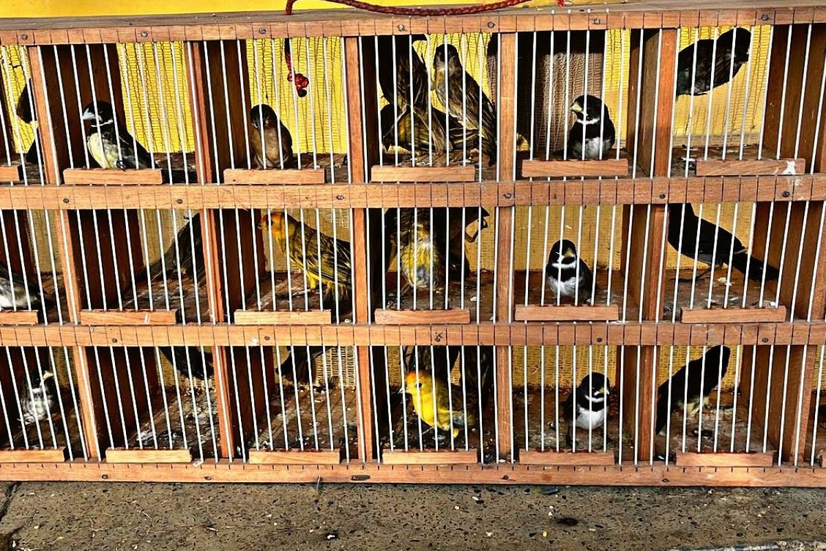 Mais de 50 pássaros silvestres são resgatados pela PRF em Santo Antônio de Jesus
