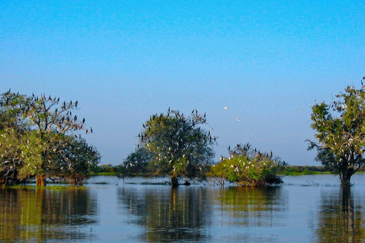 Importância da preservação das áreas úmidas
