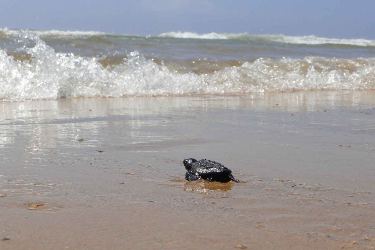 Ambientalistas do Condomínio Busca Vida alertam para os cuidados no período de desova das tartarugas marinhas