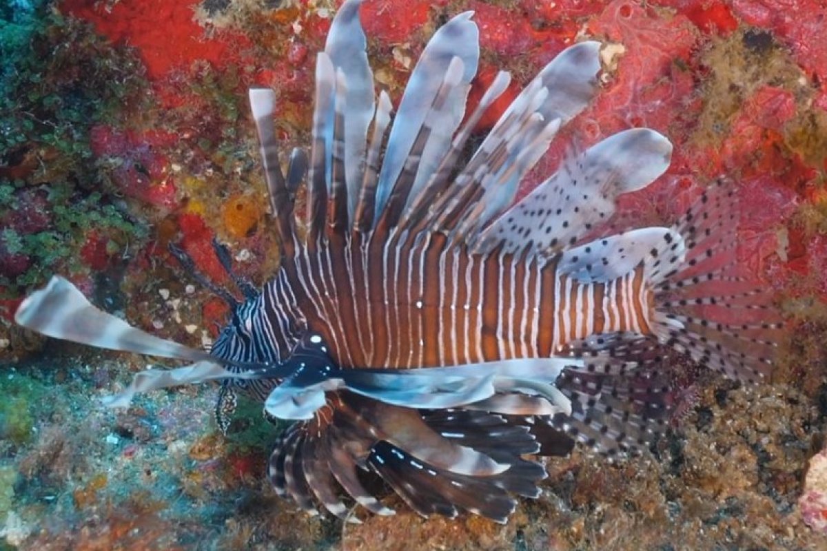 Campanha alerta turistas e pescadores sobre peixe-leão