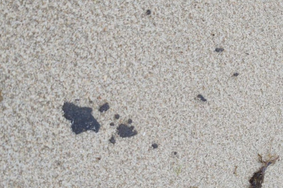 Novas manchas de óleo aparecem em 64 praias do litoral cearense