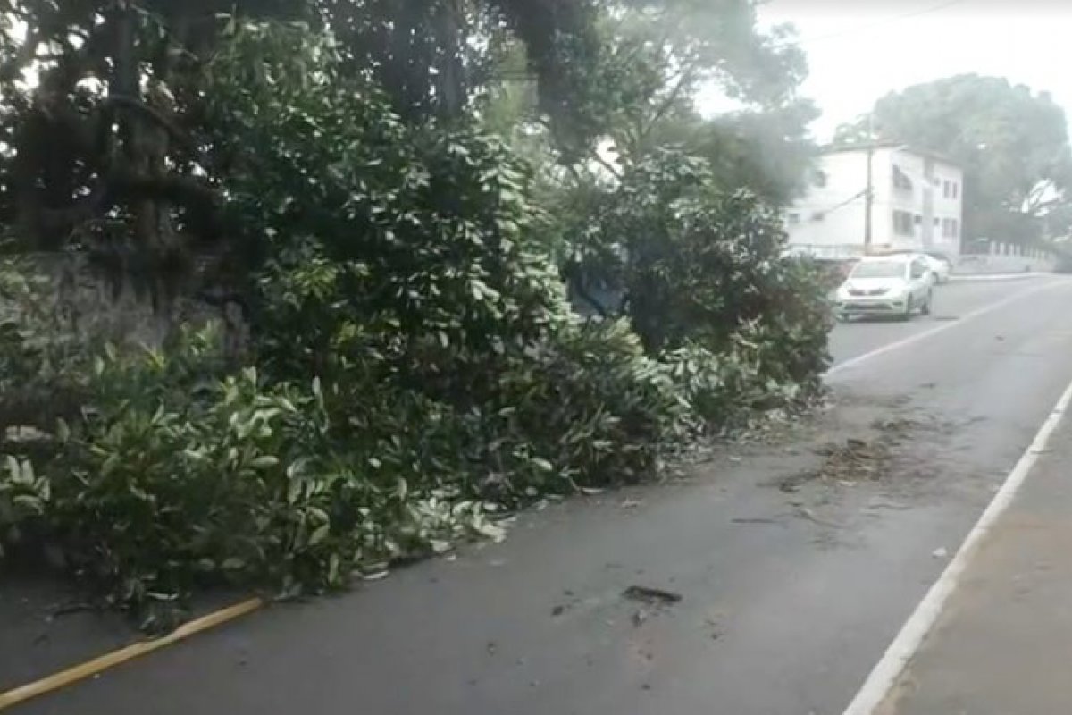 Jaqueira cai e deixa parte da Estrada da Muriçoca interditada