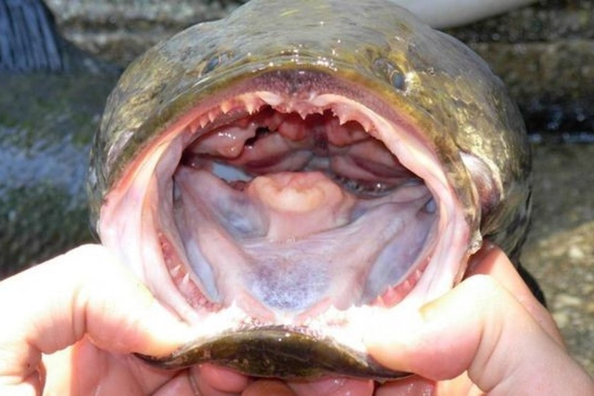 EUA alerta sobre aparecimento de peixe cabeça-de-cobra, que respira fora d’água