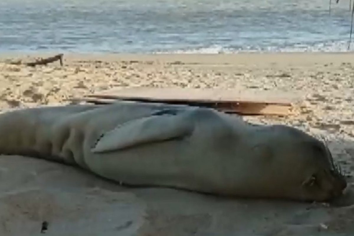 Elefante-marinho é resgatado após encalhar na ilha de Barra Velha, no extremo sul da Bahia