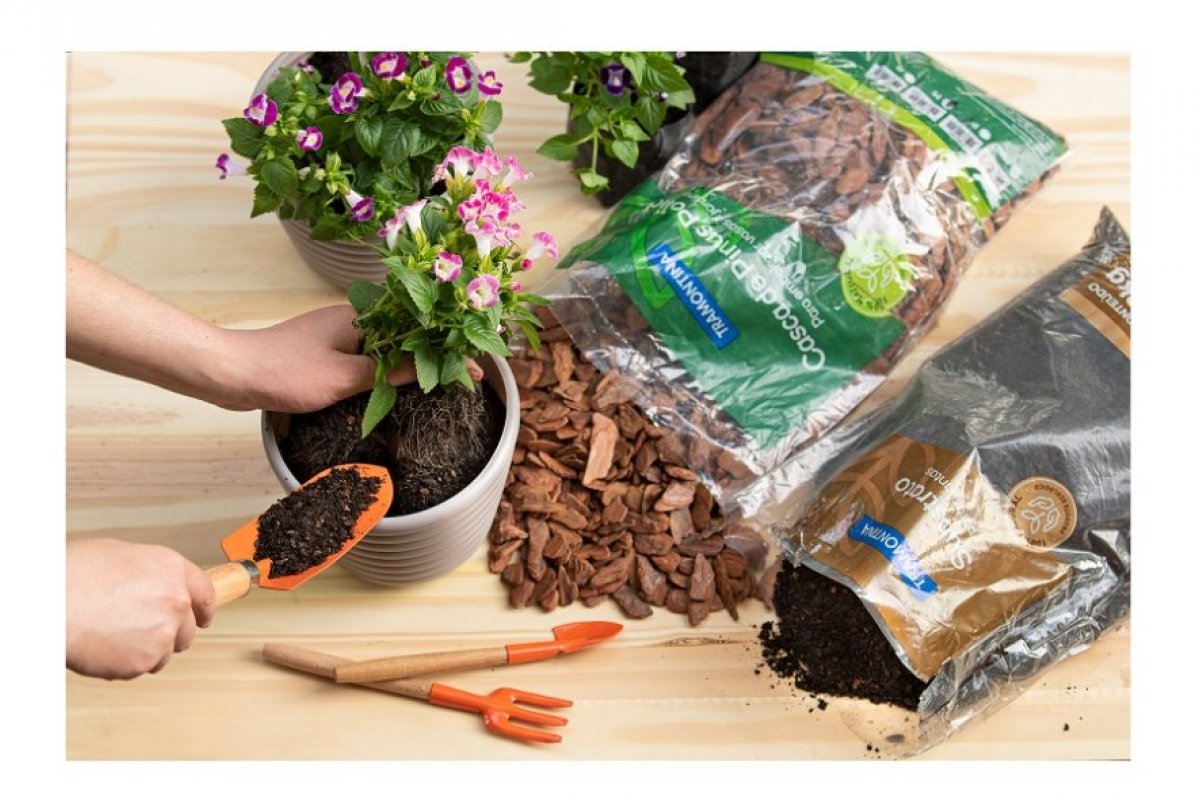 Paisagista Helena Schanzer dá dicas para o jardim com casca de pinus