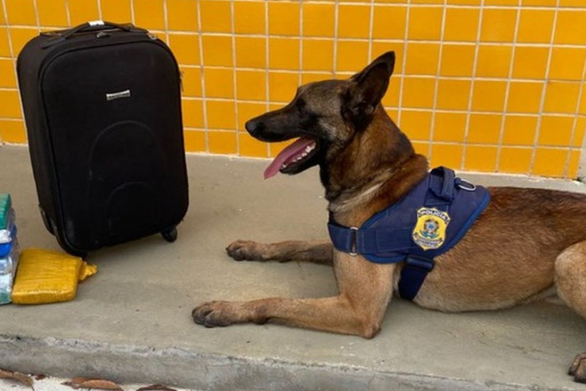 Após trabalho de cão farejador, jovem é preso com drogas dentro de ônibus em Vitória da Conquista, no sudoeste da Bahia