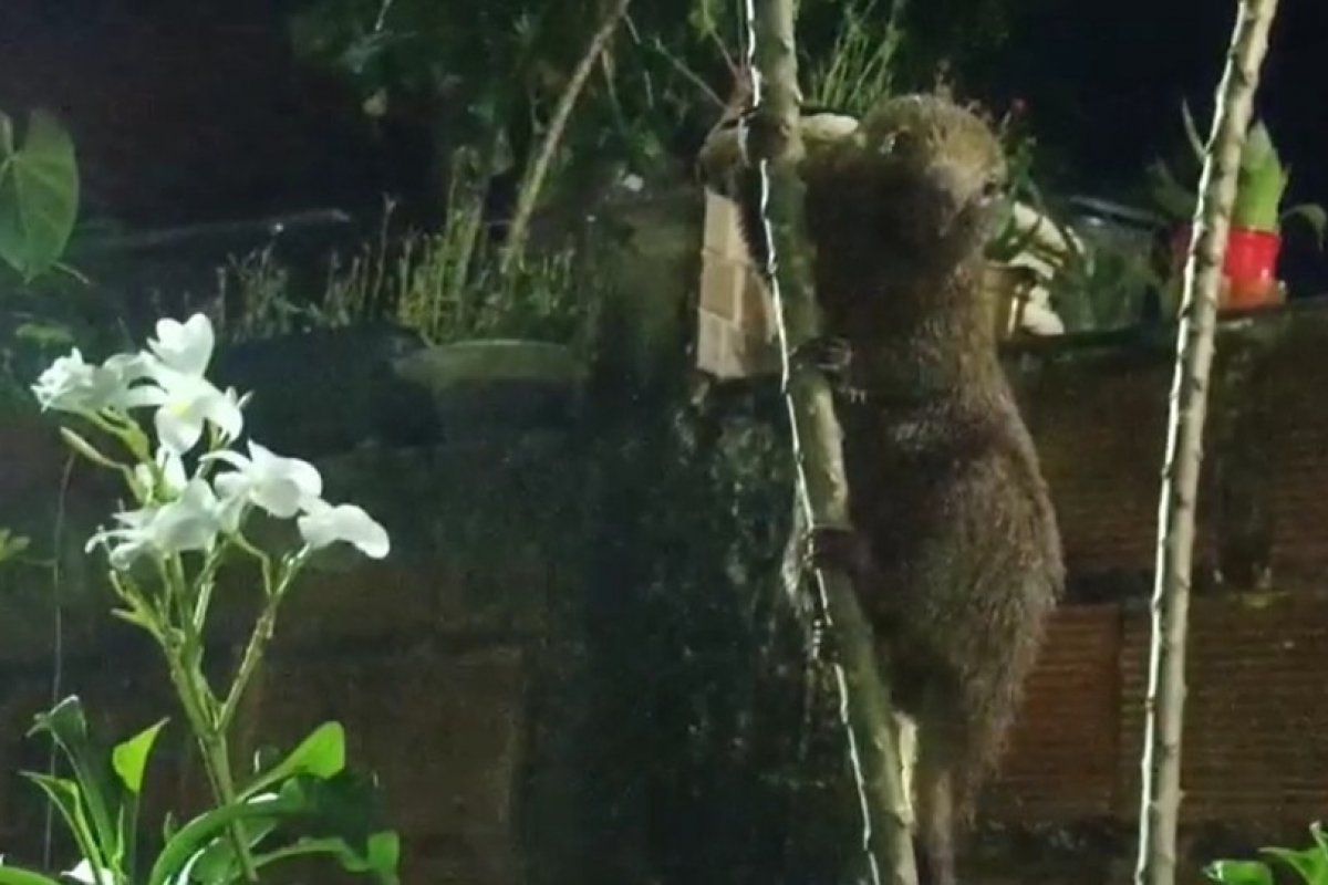 Bahia: ouriço-cacheiro é resgatado em quintal de casa no bairro de Mussurunga, em Salvador