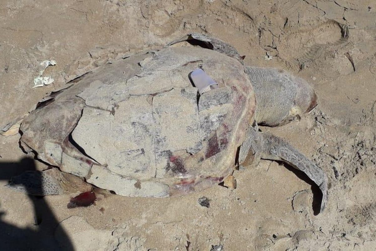Tartaruga é encontrada morta em praia da Ilha de Itaparica