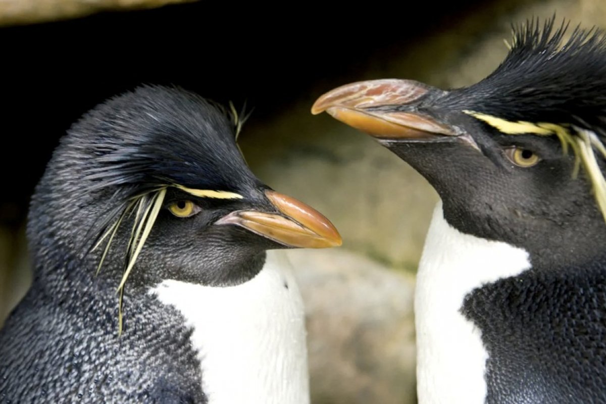Casal de pinguins que viralizou passando a quarentena juntos vira livro