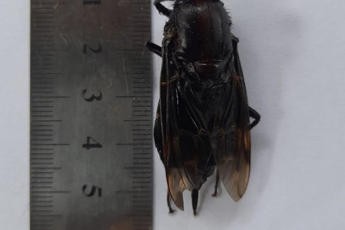 'Super mosca' gigante e rara é encontrada em Peruíbe, no litoral de SP