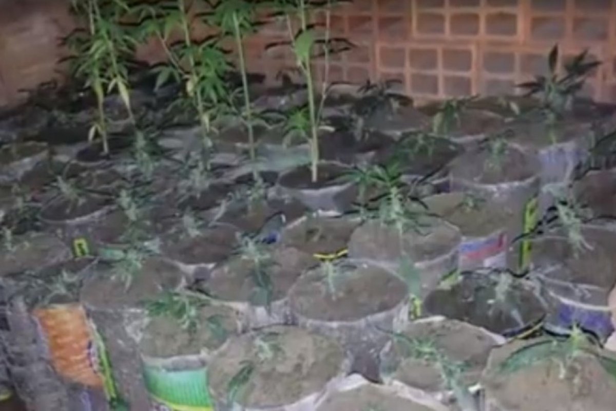 Jovem é preso por cultivar mil pés de maconha no interior da Bahia