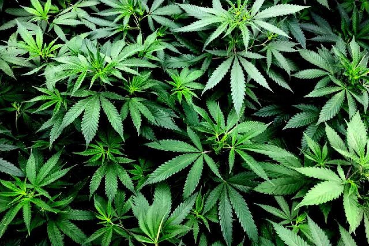 Anvisa aprova três novos produtos medicinais à base de maconha