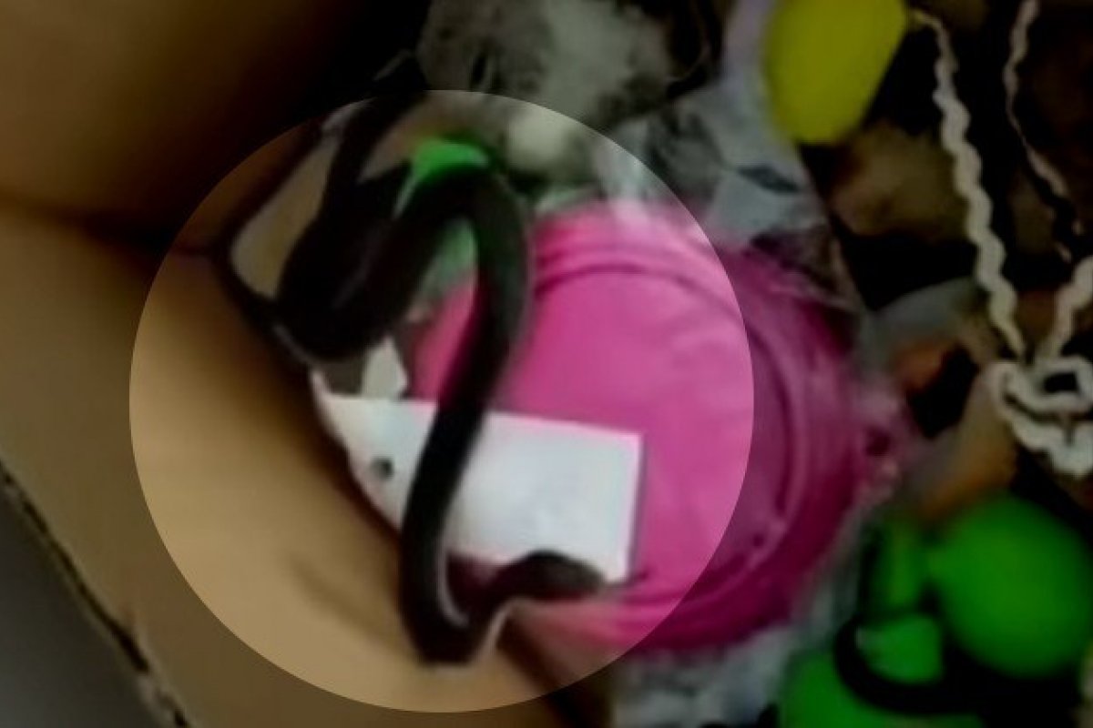 Serpente mais mortal da Austrália é encontrada de caixa em brinquedos