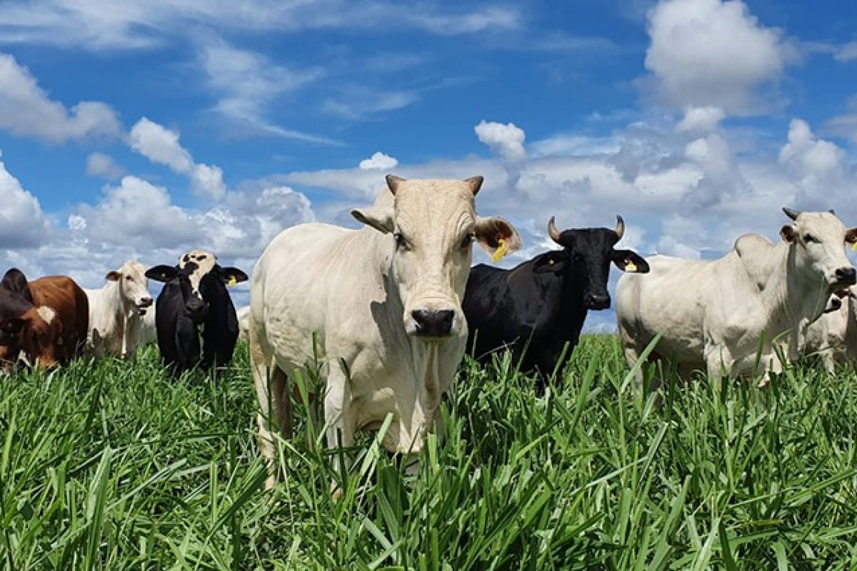 Investimentos na pecuária bovina de baixo carbono