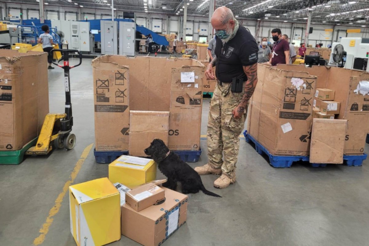 Cães farejadores encontram entorpecentes no Aeroporto de Salvador