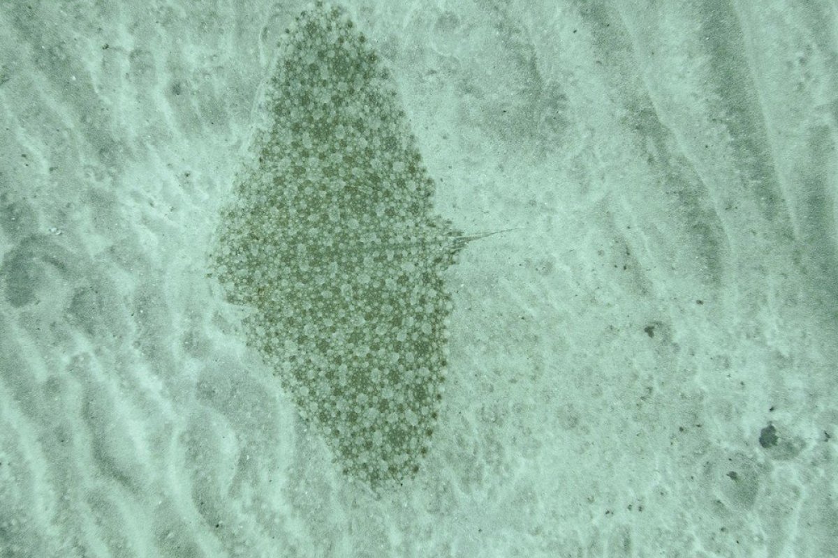 Em raro registro, fotógrafo captura imagem de 'raia-borboleta' no litoral de SP