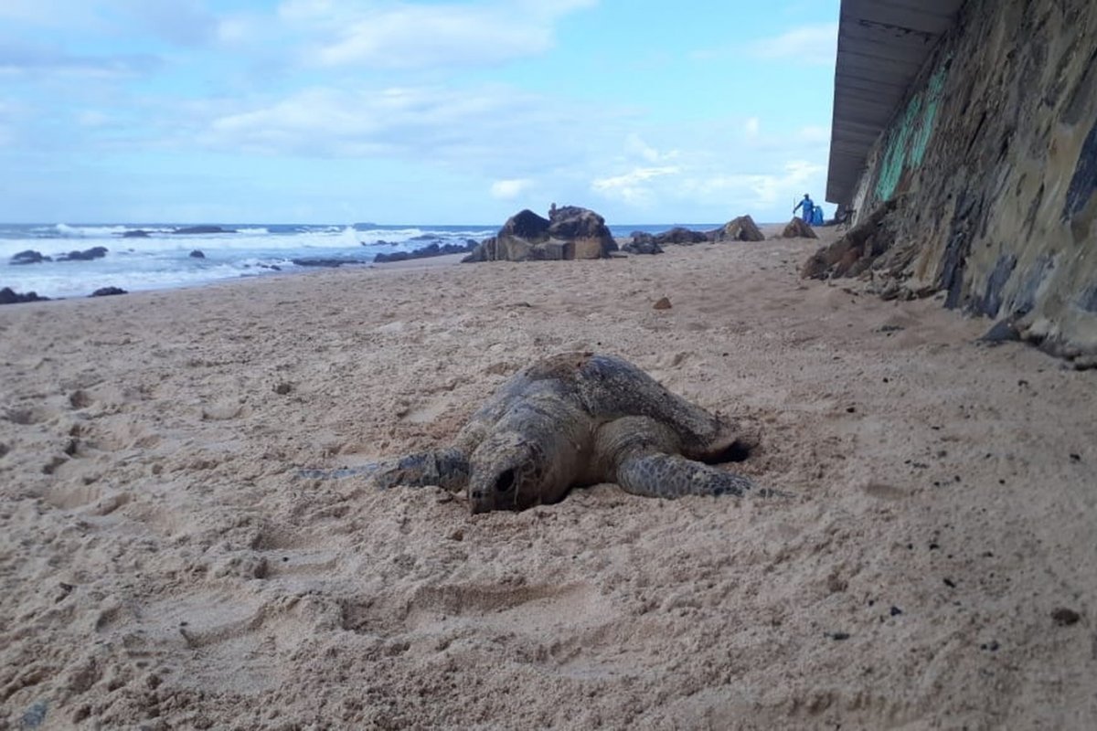 Os impactos do óleo: tartaruga é encontrada morta em praia de Salvador