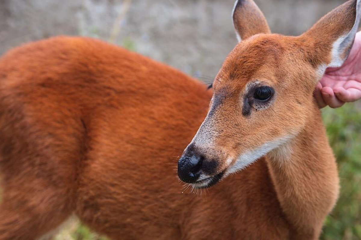 Nova linhagem de coronavírus é encontrada em cervos