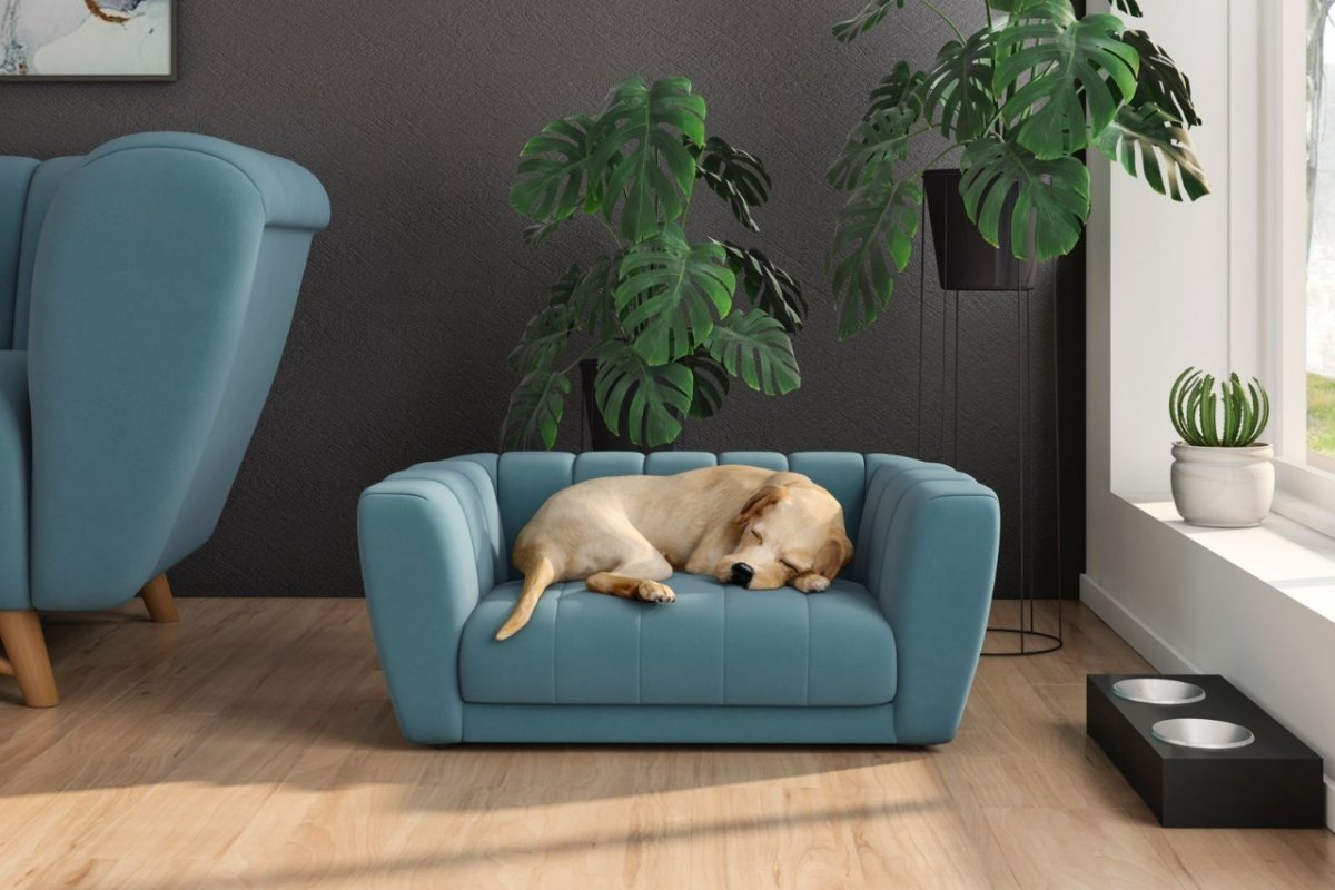 Anjos Colchões & Sofás lança linha de poltronas PET