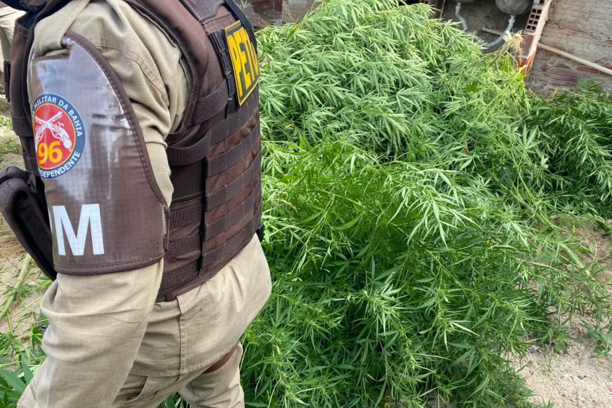 PM queima duzentos pés de maconha na cidade de Sobradinho