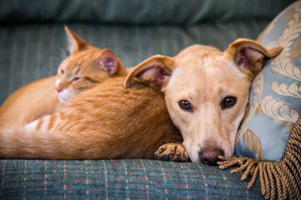 Projeto universitário desenvolve método de castração não cirúrgico para cães e gatos