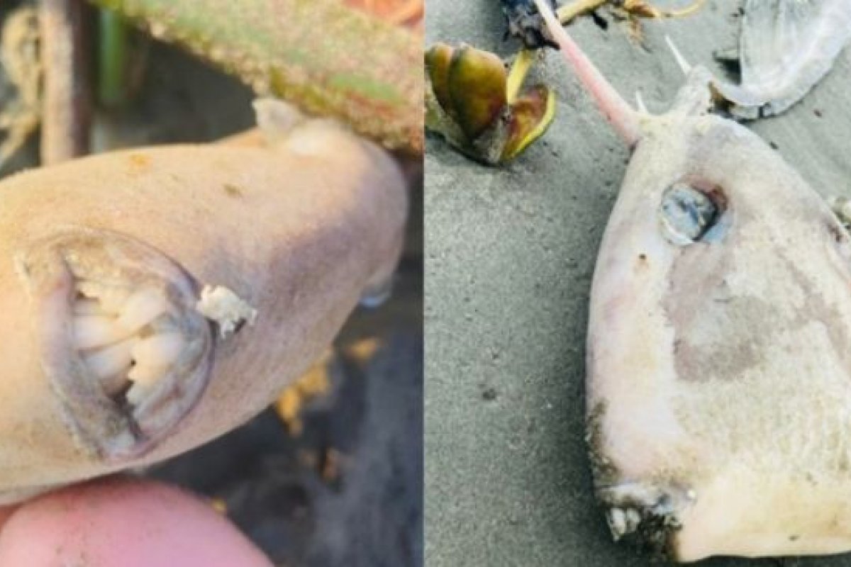 Peixe com dentes e chifre é encontrado em praia de SP e chama a atenção de banhistas
