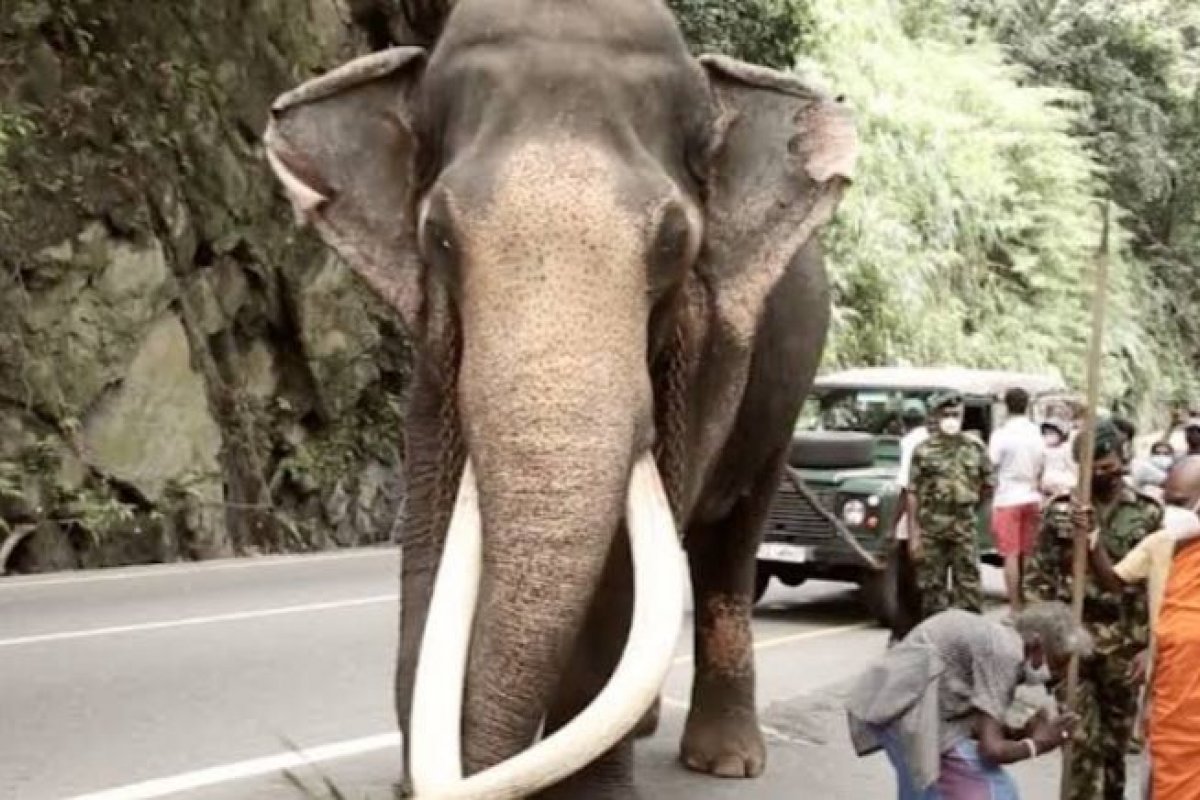 Morte de elefante 'sagrado' gera comoção nacional no Sri Lanka