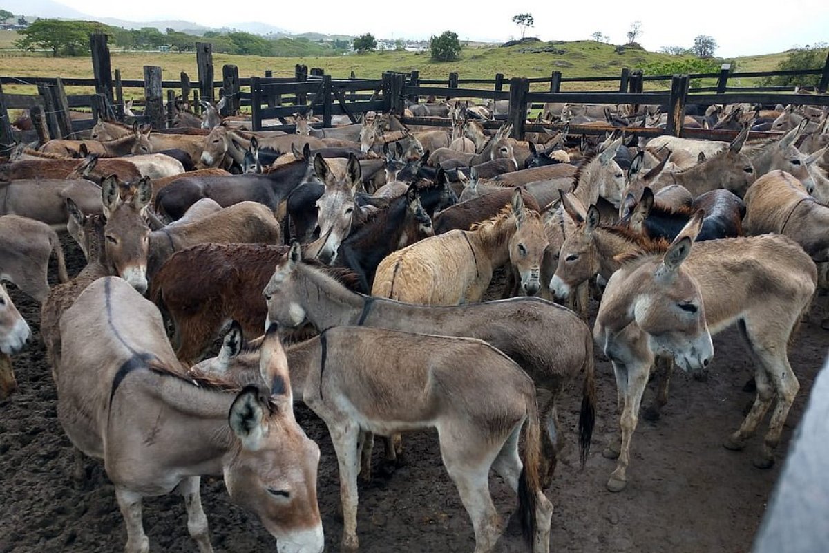 MP-BA aciona Adab para intensificar fiscalização do abate de jumentos no estado