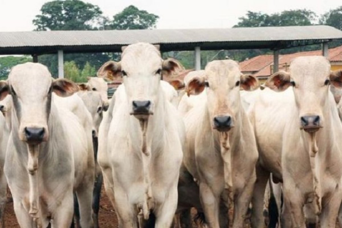 Exportação de carne bovina bate recorde com alta de 47%