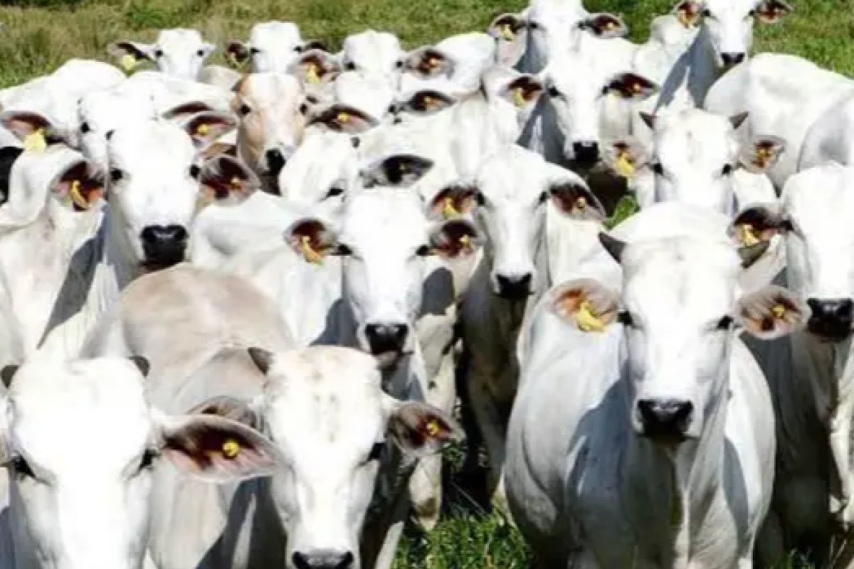 Com suspensão russa, pecuária pode perder até US$ 14 milhões por mês