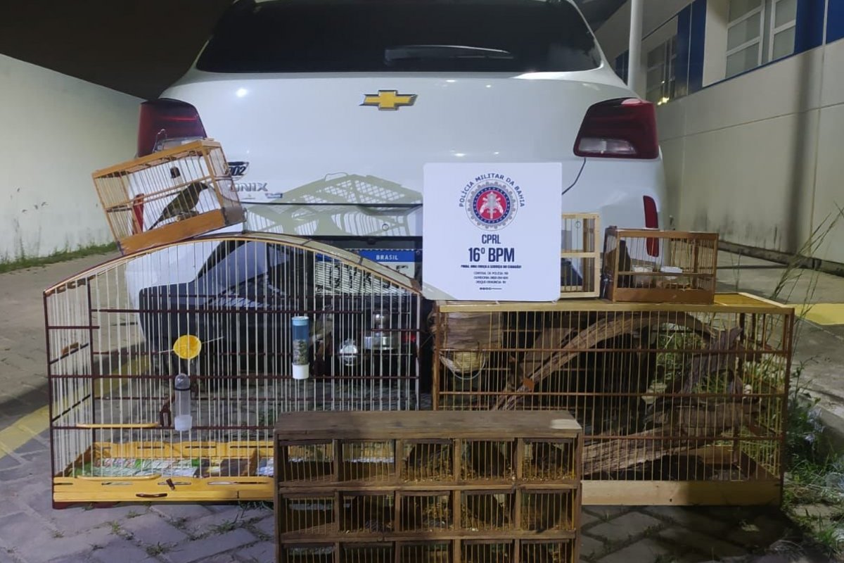 Polícia Militar interrompe transporte de aves silvestres em Serrinha, na Bahia